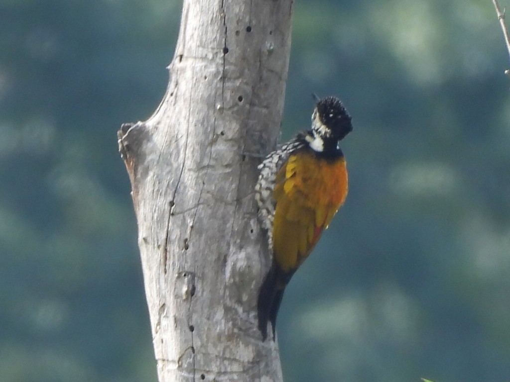Common Flameback - ML646336800