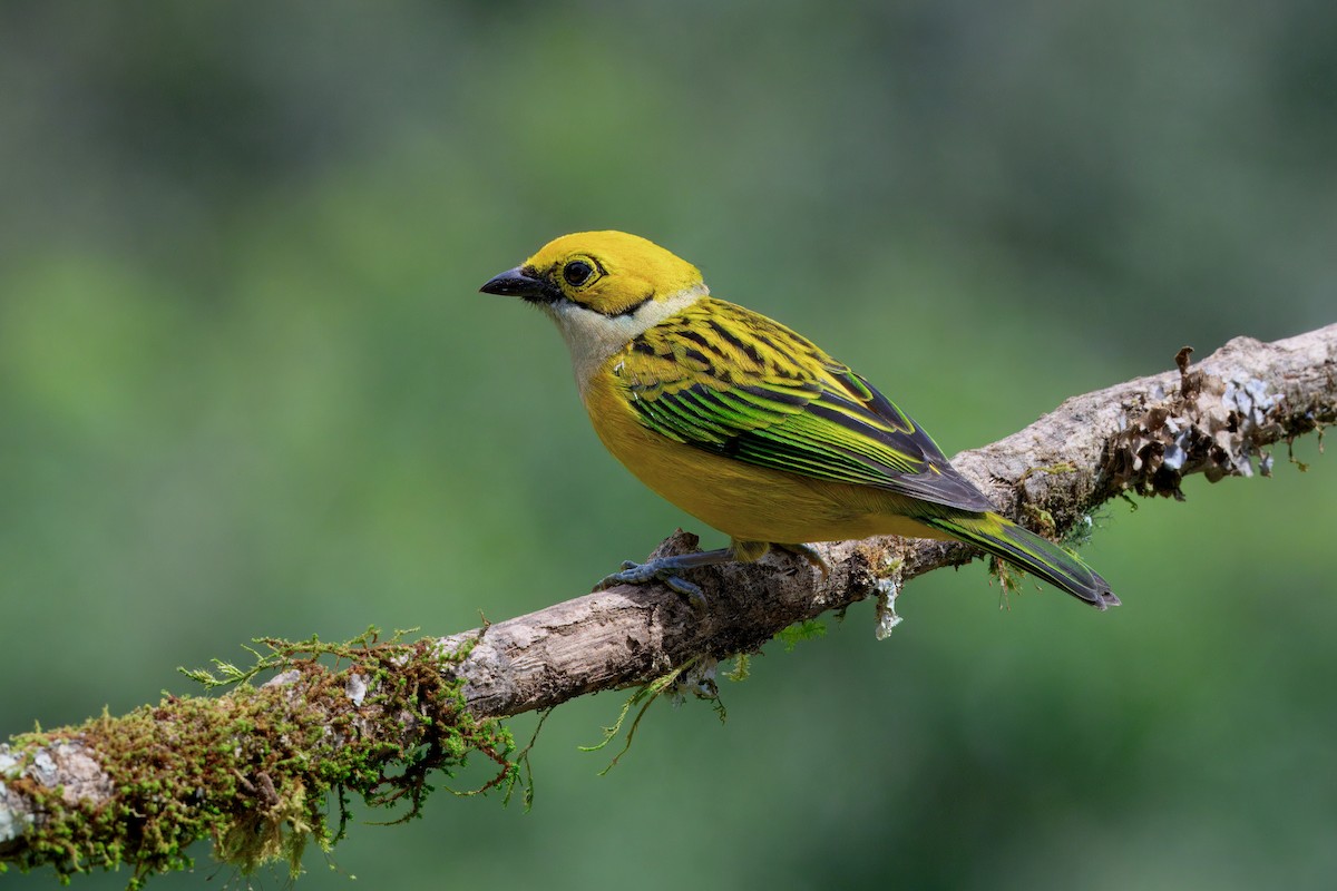 Silver-throated Tanager - ML646336804