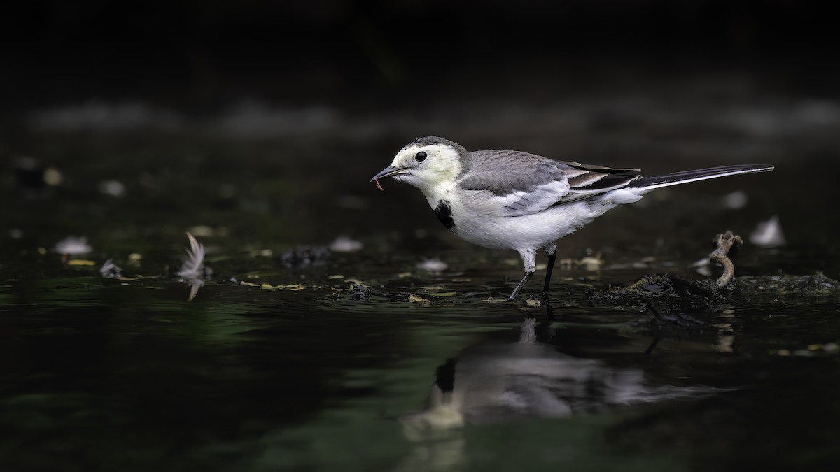 White Wagtail - ML646336805