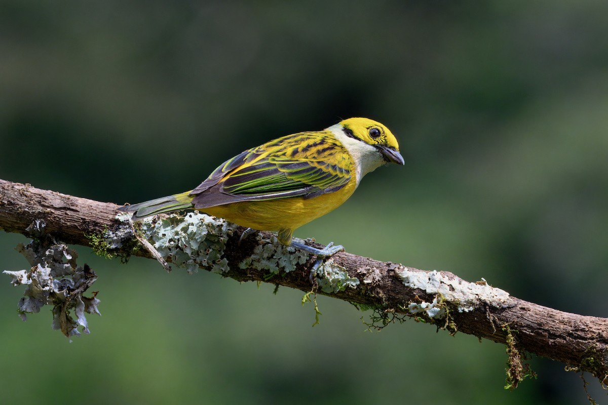 Silver-throated Tanager - ML646336806