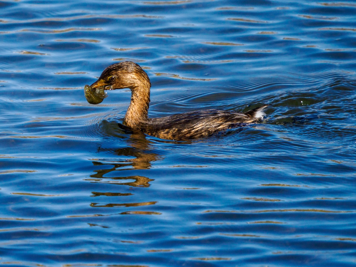 Pied-billed Grebe - ML646336809