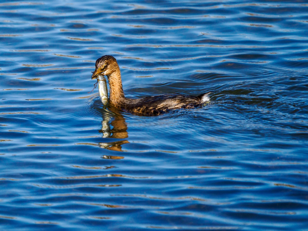 Pied-billed Grebe - ML646336810