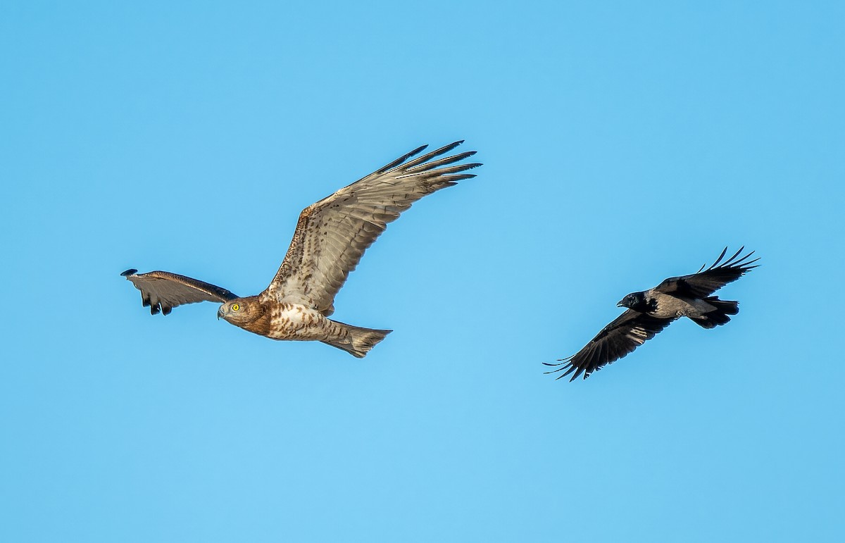 Hooded Crow - ML646336811