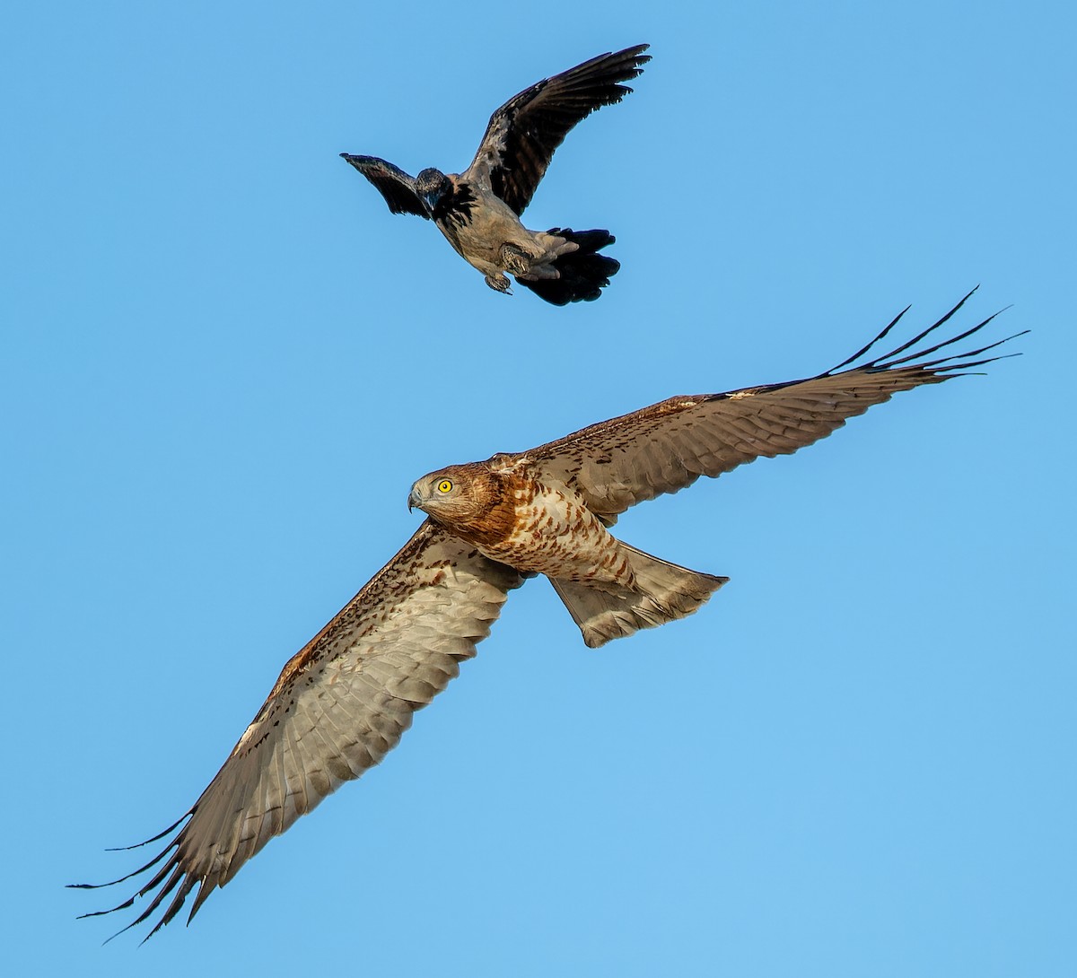 Hooded Crow - ML646336812