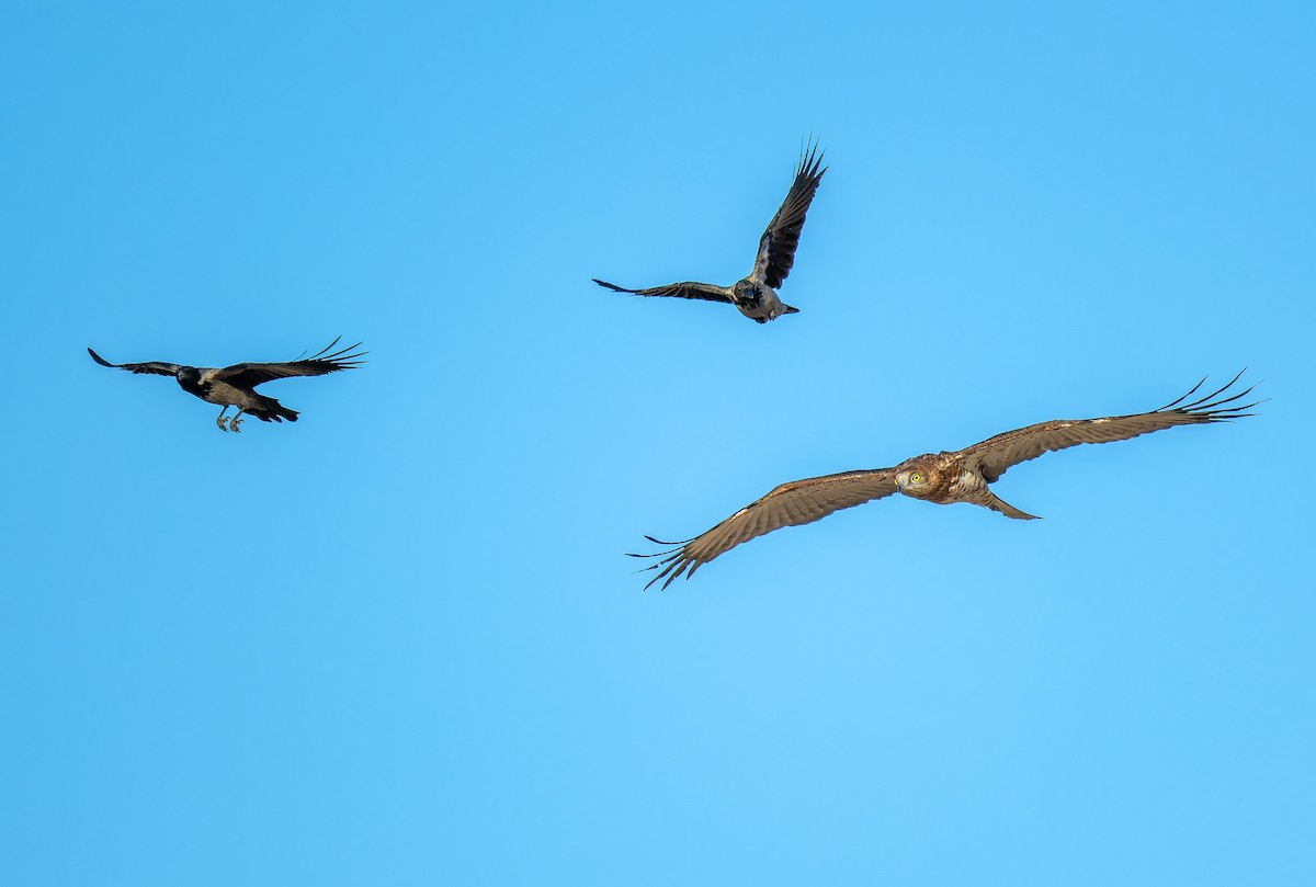 Hooded Crow - ML646336814