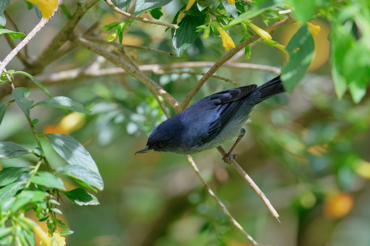 Slaty Flowerpiercer - ML646336816