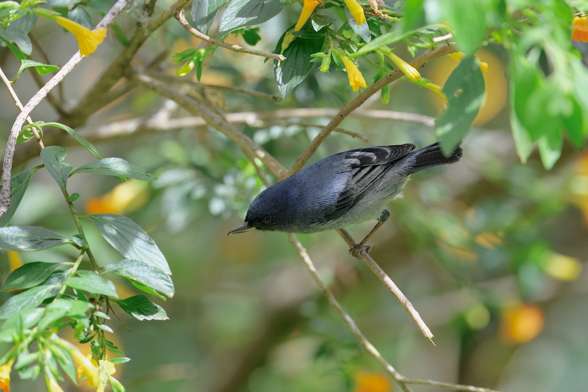 Slaty Flowerpiercer - ML646336817
