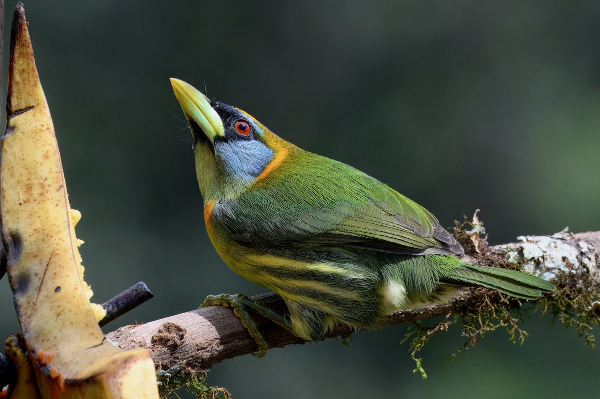 Red-headed Barbet - ML646336824