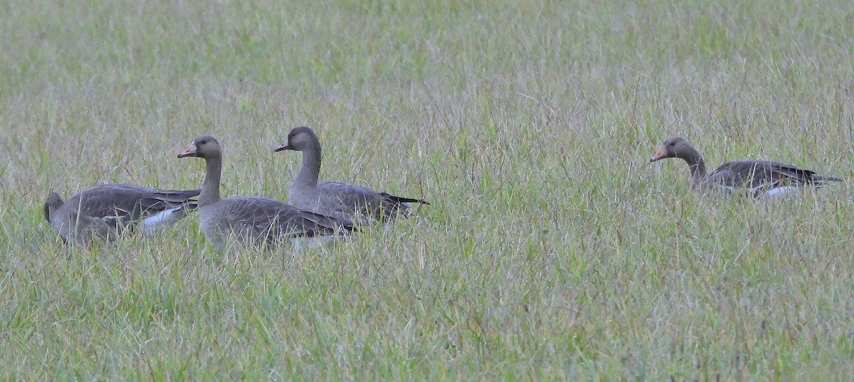 Манхин галуу - ML646336836