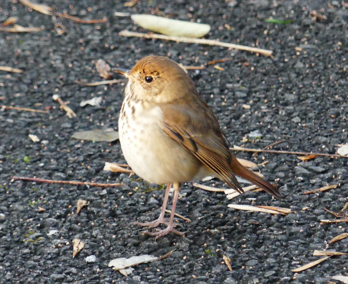 Hermit Thrush - ML646336837