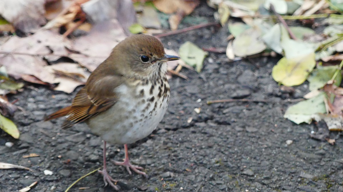 Hermit Thrush - ML646336838