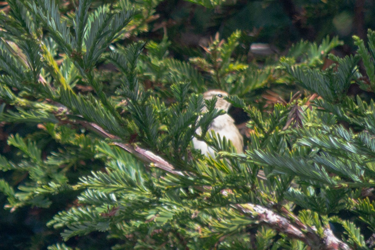 Chipping Sparrow - ML646336839