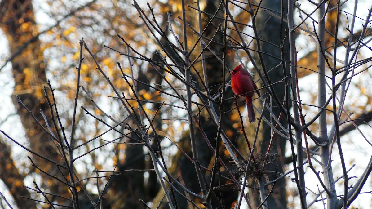 Northern Cardinal - ML646336843