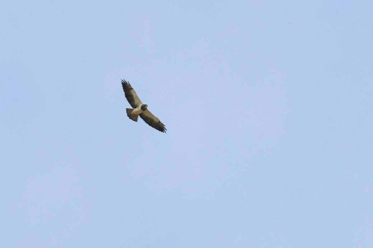 Präriebussard - ML646336845