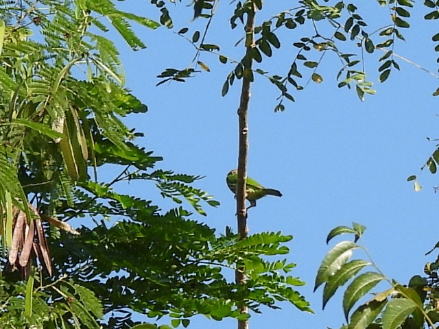 シロボシオオゴシキドリ - ML646336847