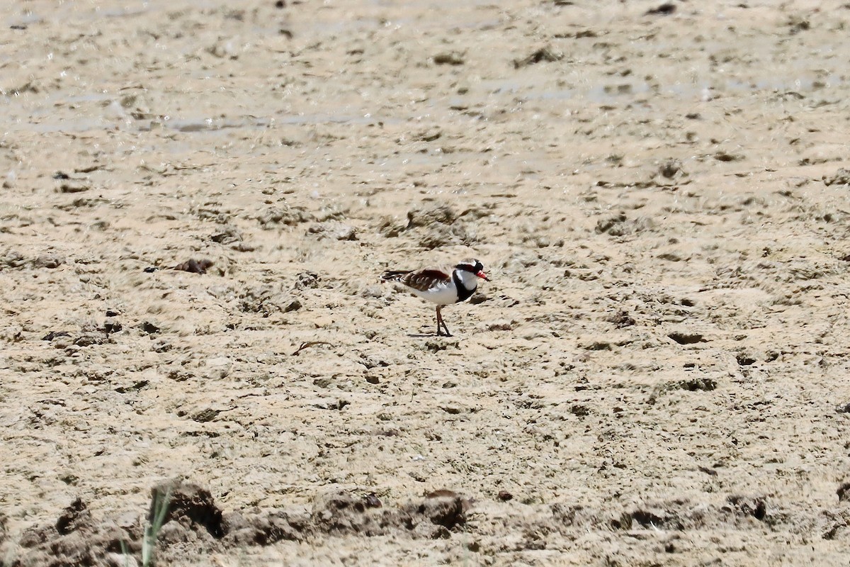 Black-fronted Dotterel - ML646336871