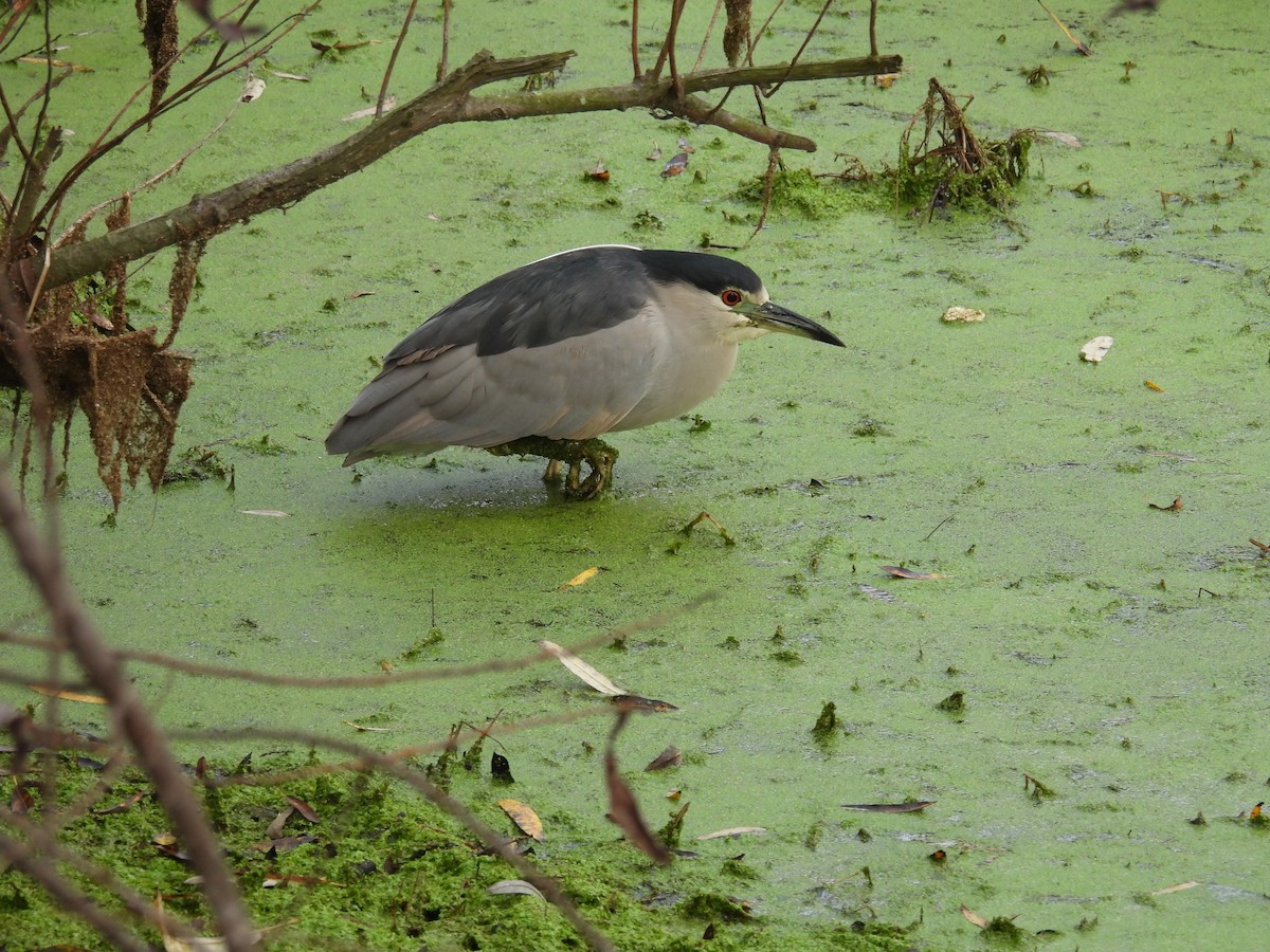 Nitticora - ML646336873