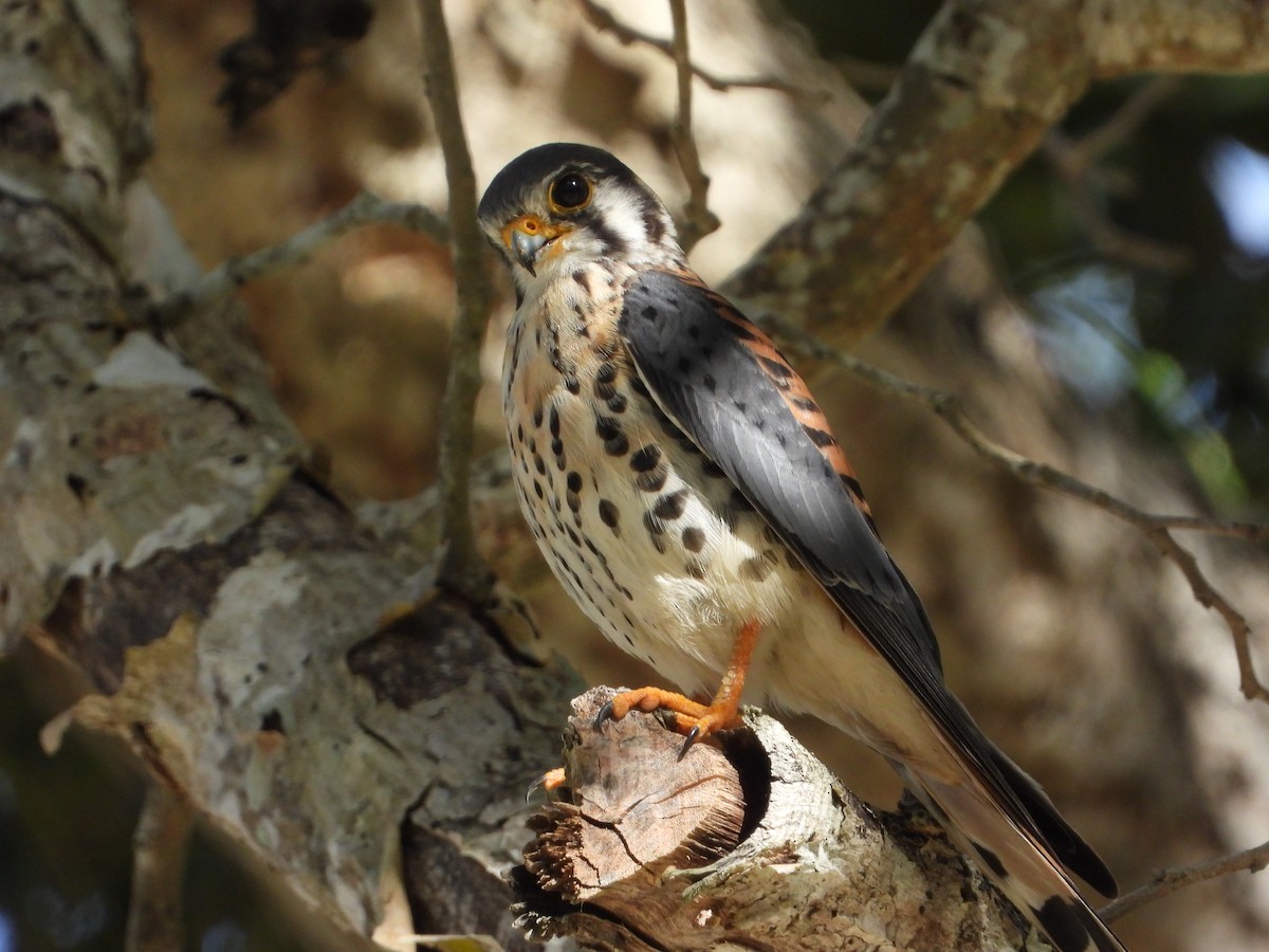 בז אמריקני - ML646336880