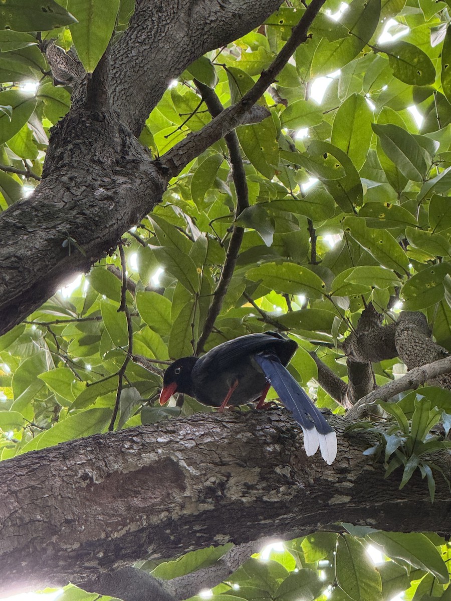 Taiwan Blue-Magpie - ML646336882