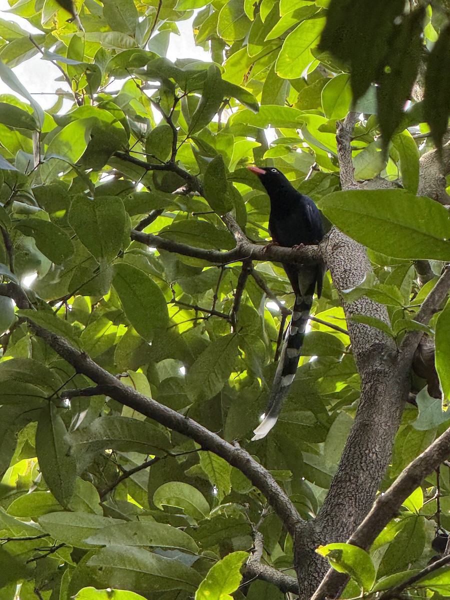 Taiwan Blue-Magpie - ML646336883