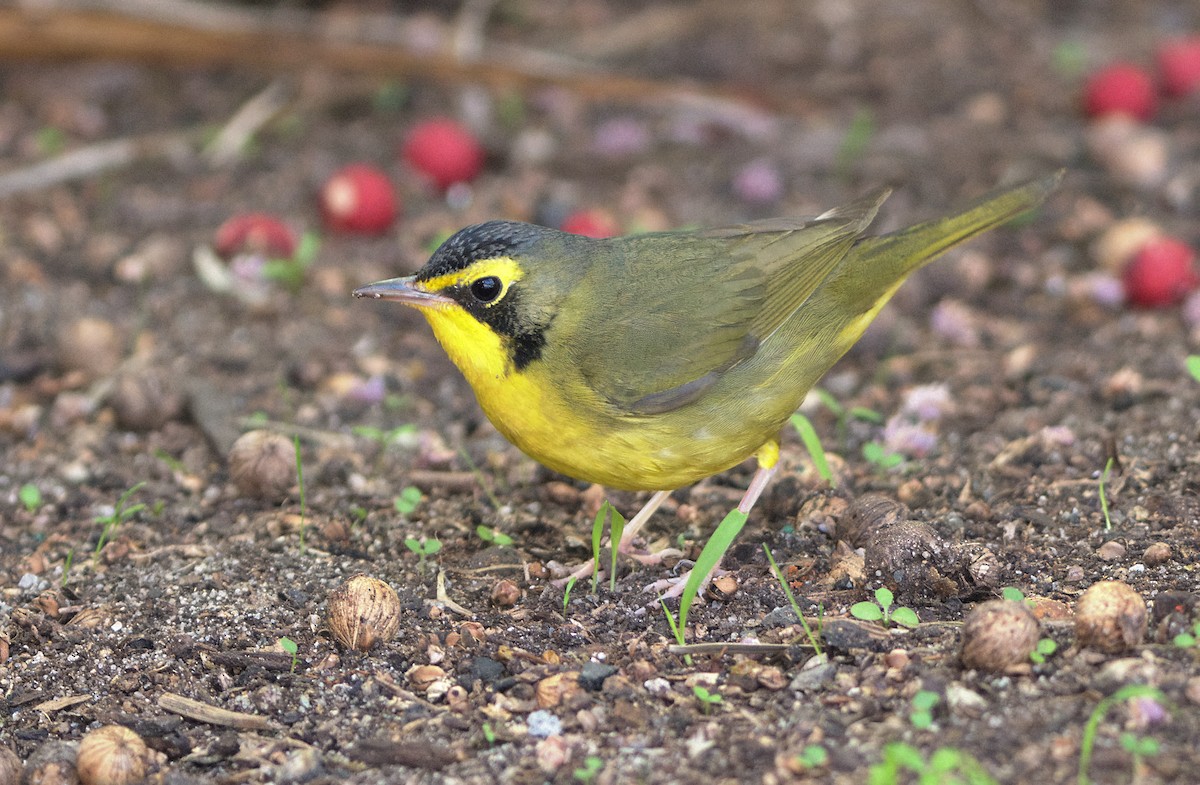 kentuckyparula - ML646336888