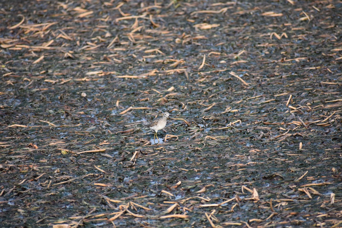 vodouš bahenní - ML646336890