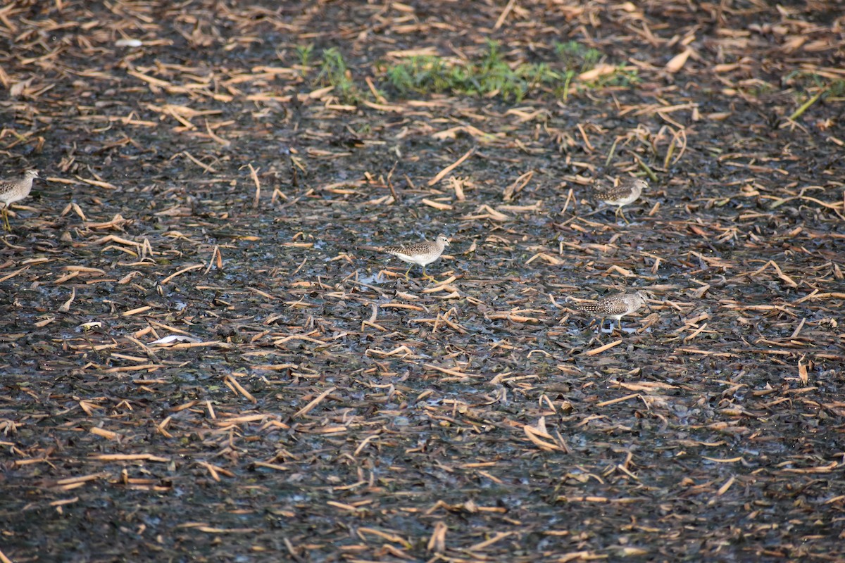 vodouš bahenní - ML646336891