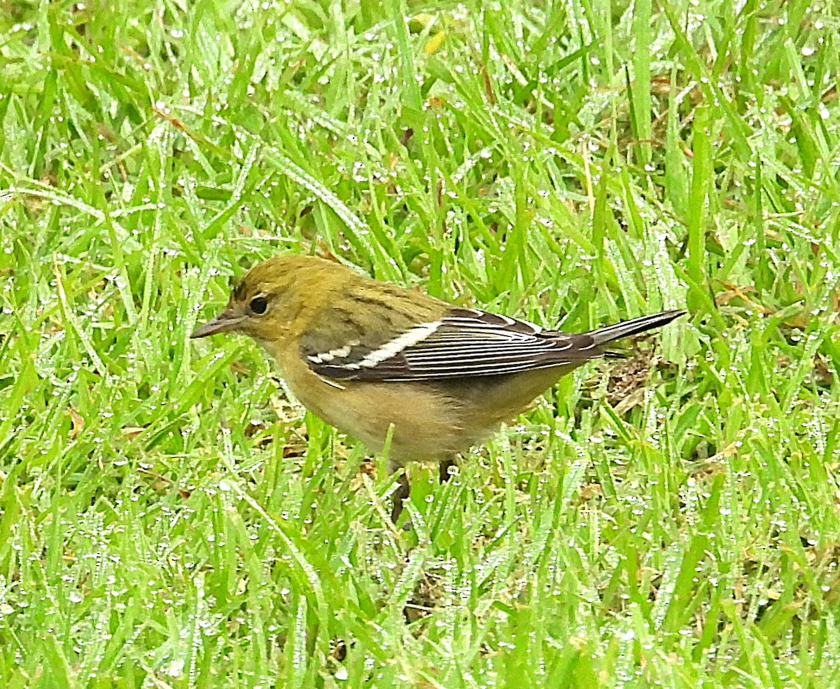 Bay-breasted Warbler - ML646336892