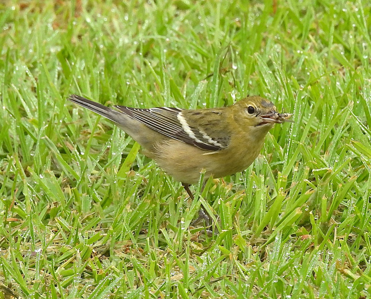 Bay-breasted Warbler - ML646336893
