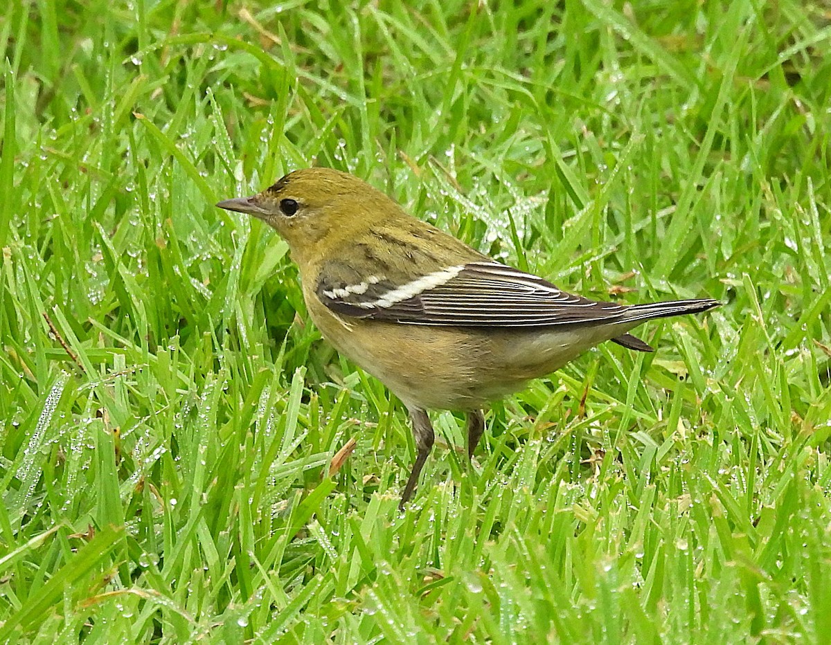 Bay-breasted Warbler - ML646336894