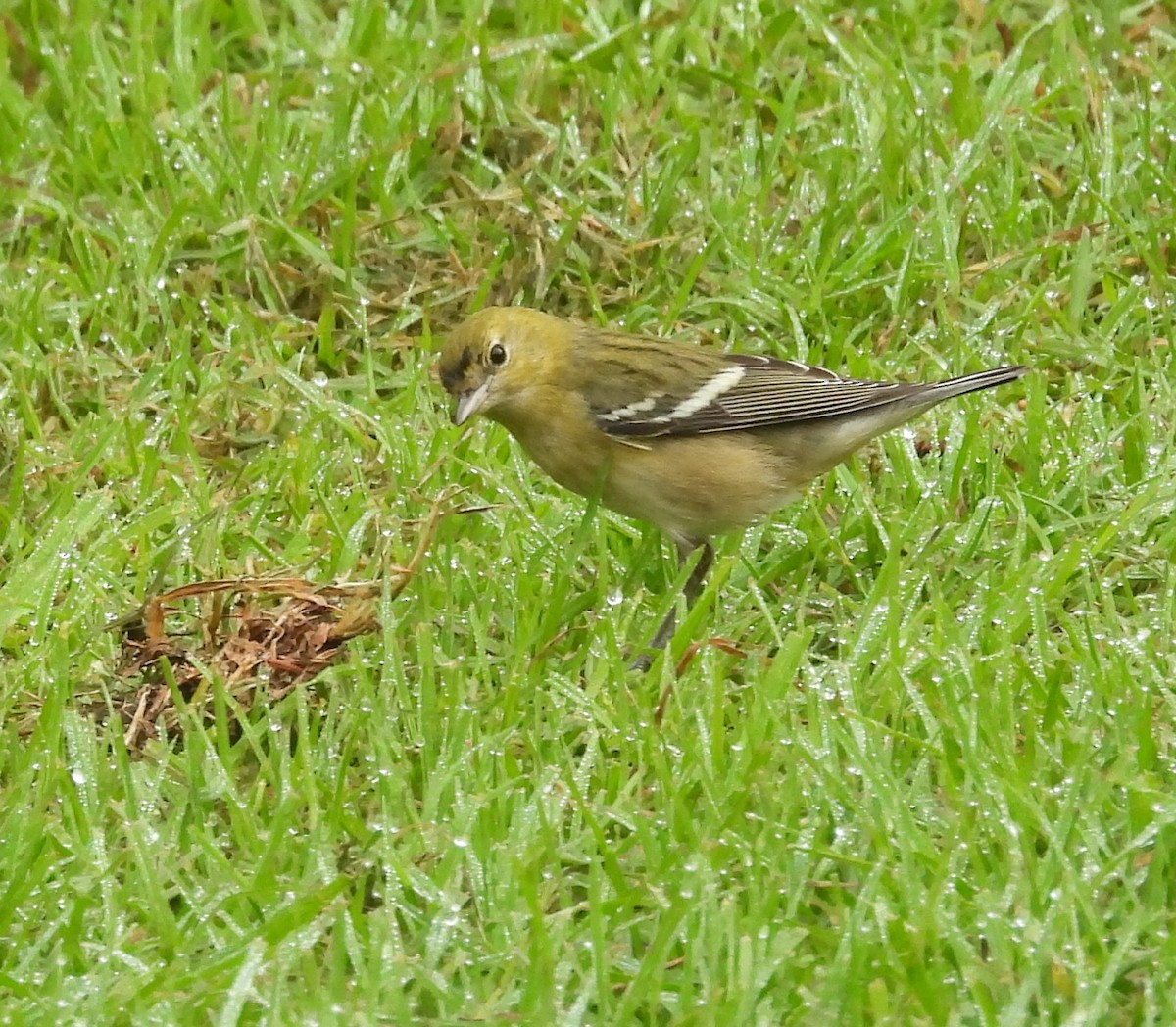 Bay-breasted Warbler - ML646336895
