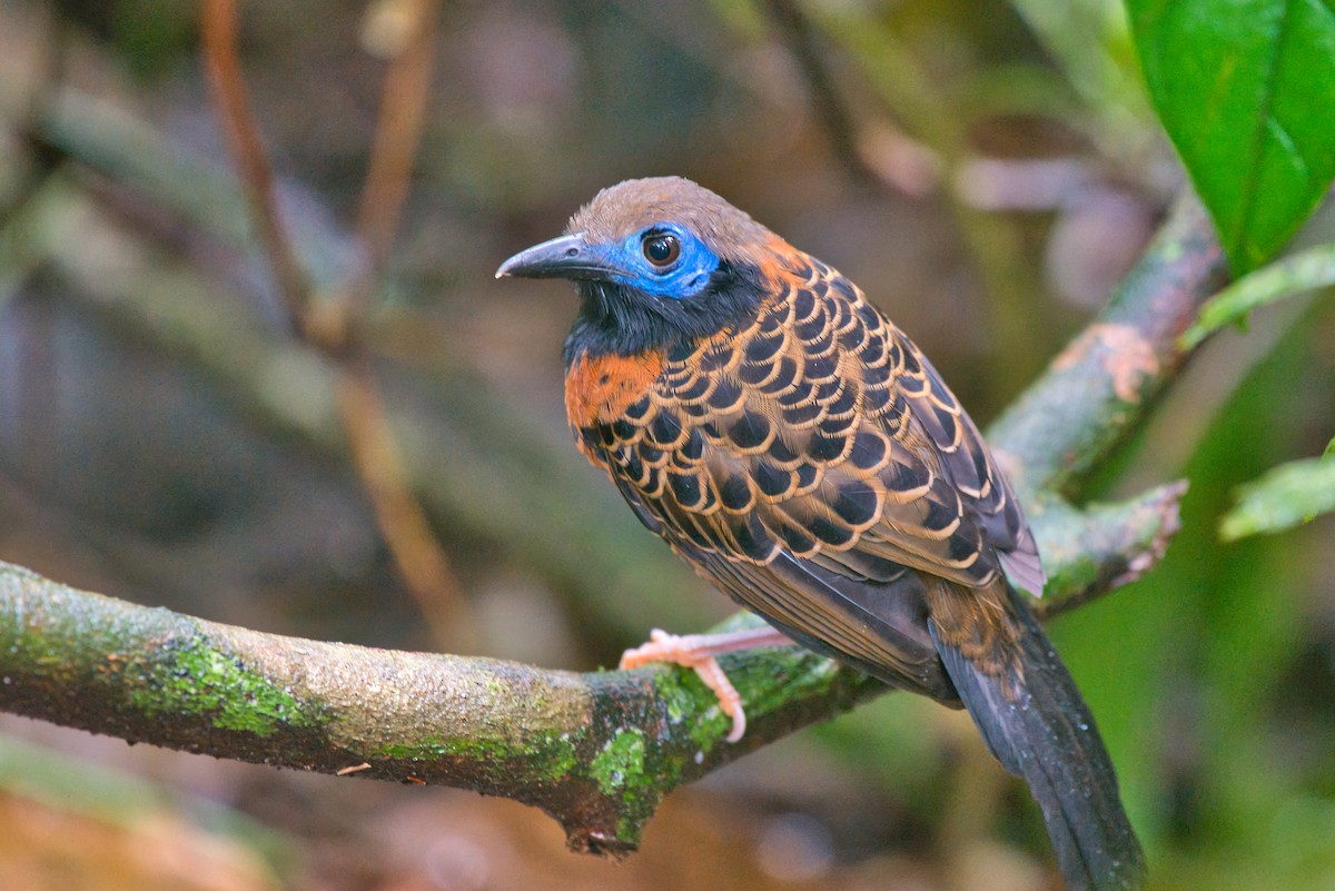 Ocellated Antbird - ML646336897