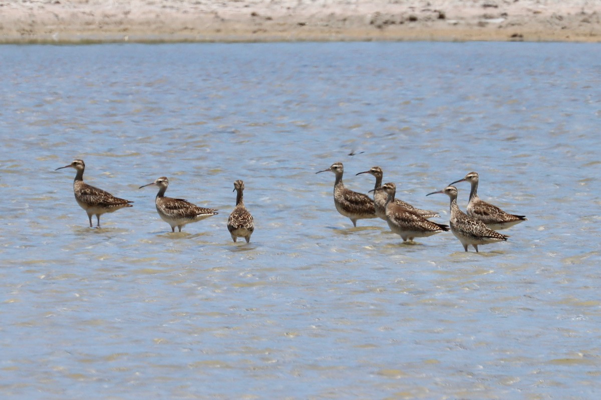 Little Curlew - ML646336898