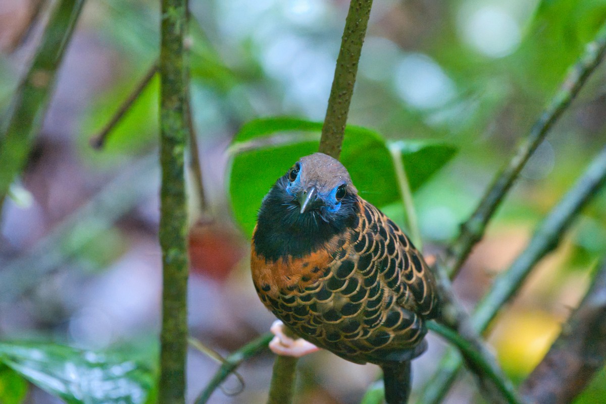 Ocellated Antbird - ML646336901