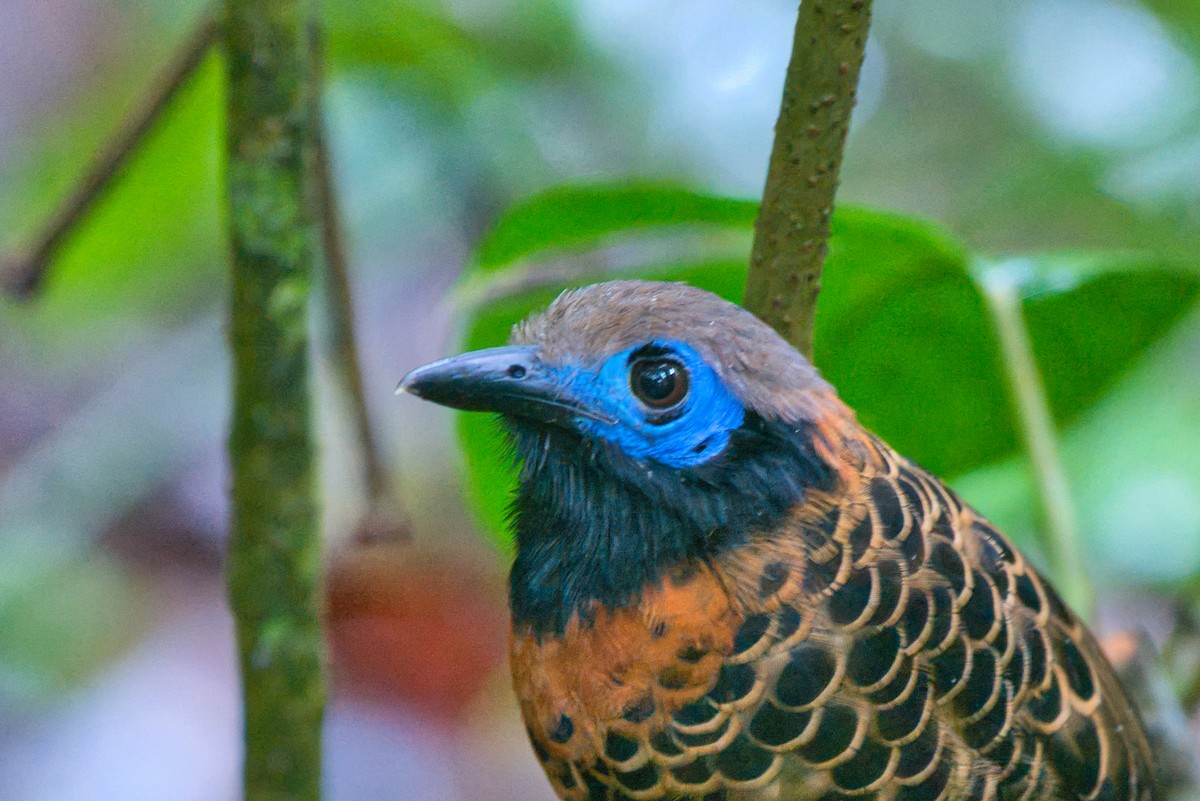 Ocellated Antbird - ML646336902