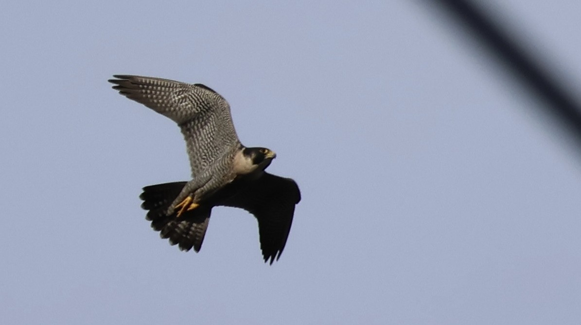 Peregrine Falcon - ML646336903