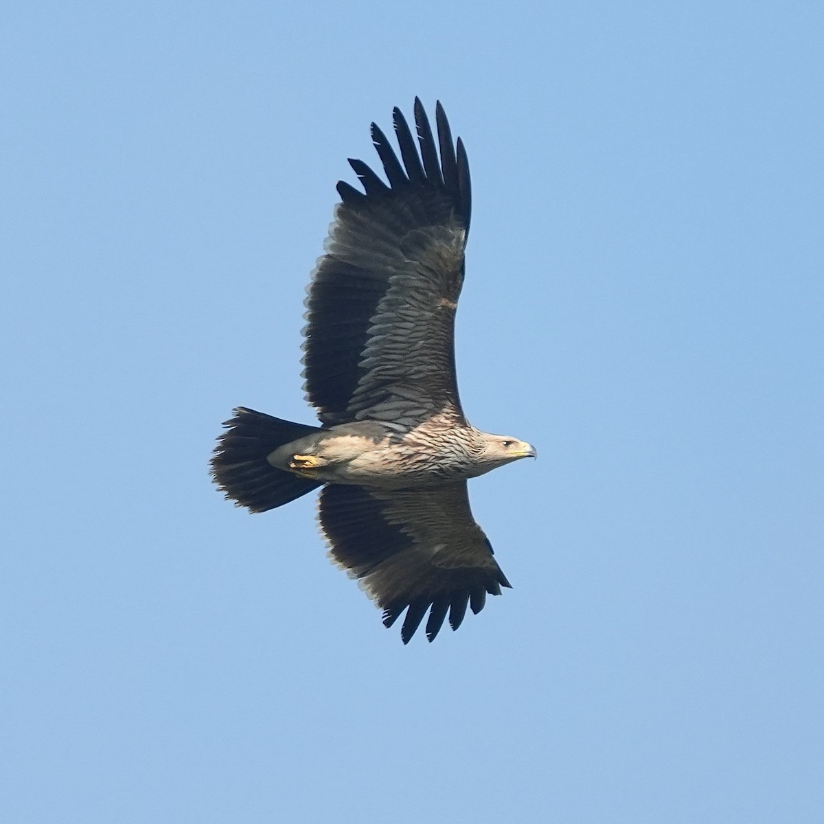 Imperial Eagle - ML646336906