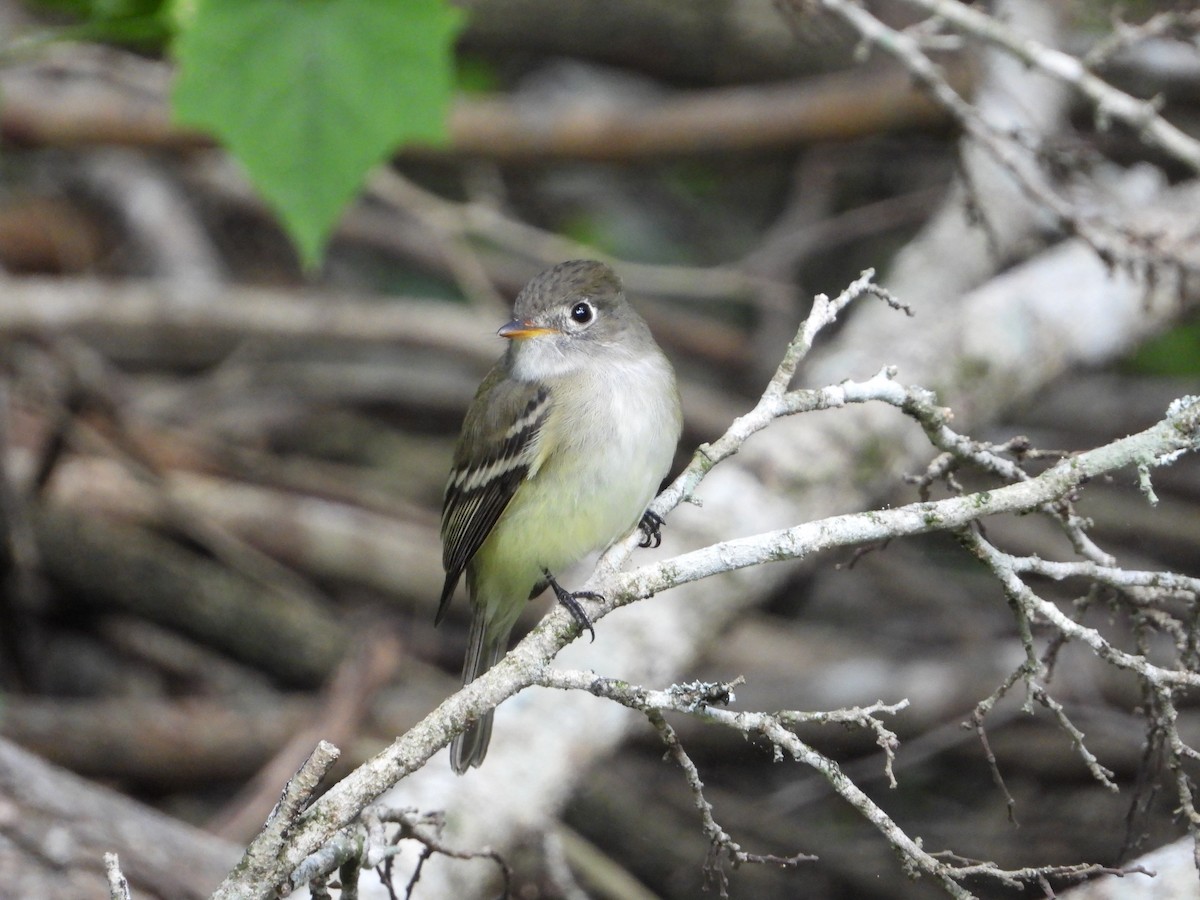 Least Flycatcher - ML646336908