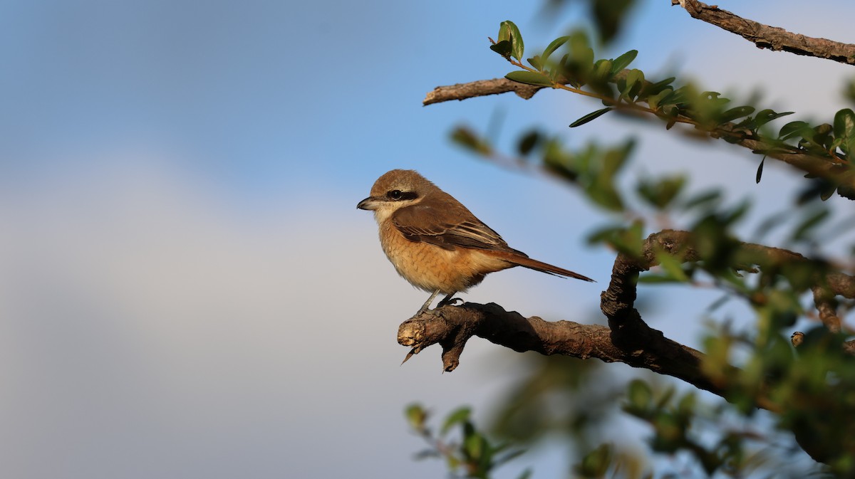 Brown Shrike - ML646336913