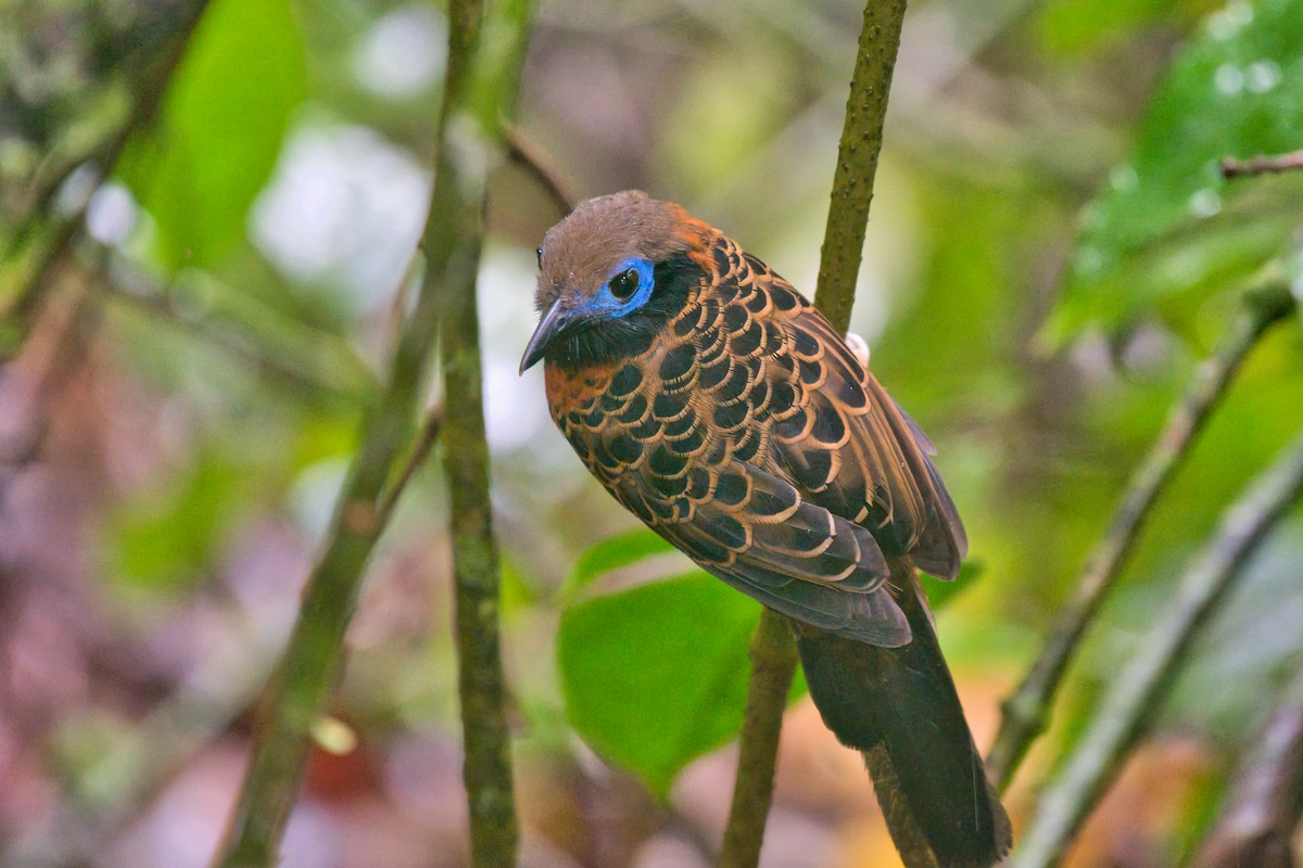 Ocellated Antbird - ML646336914