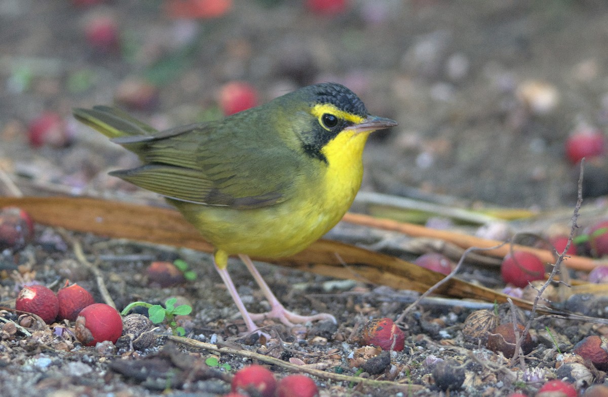 kentuckyparula - ML646336915