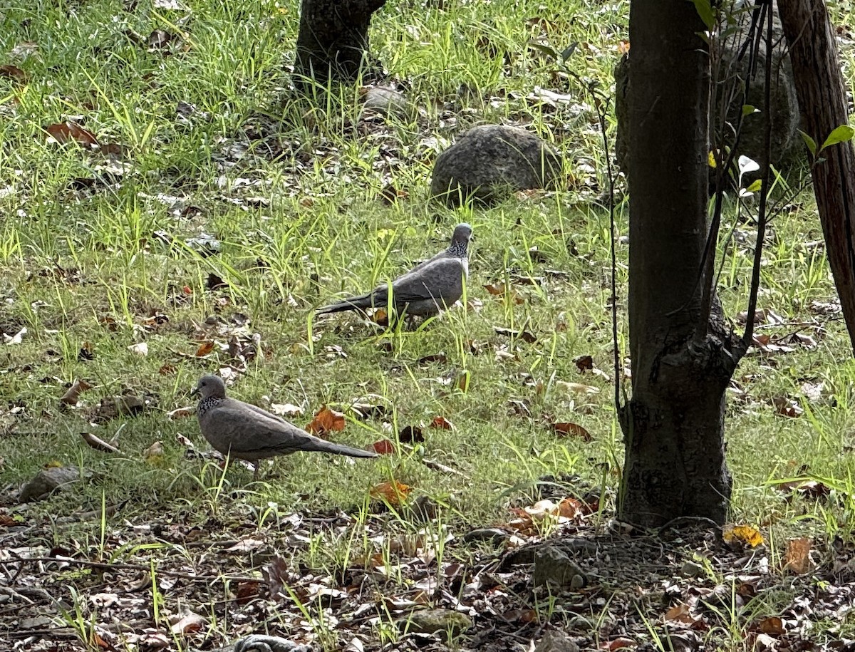 Spotted Dove - ML646336918