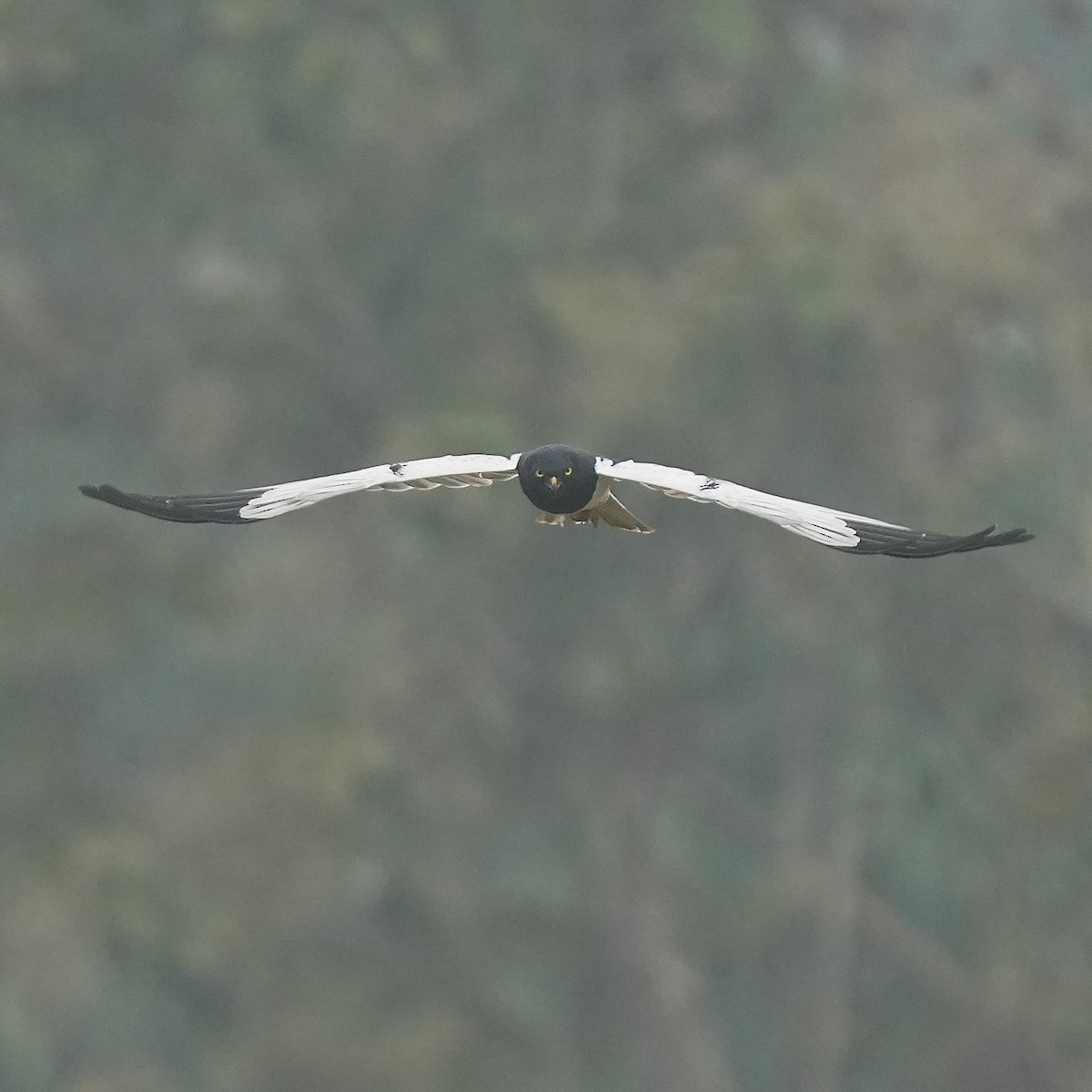 Pied Harrier - ML646336919