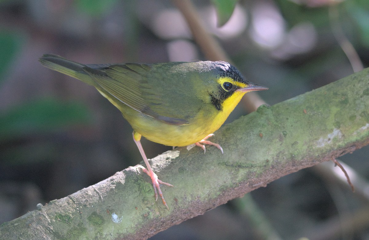 kentuckyparula - ML646336921