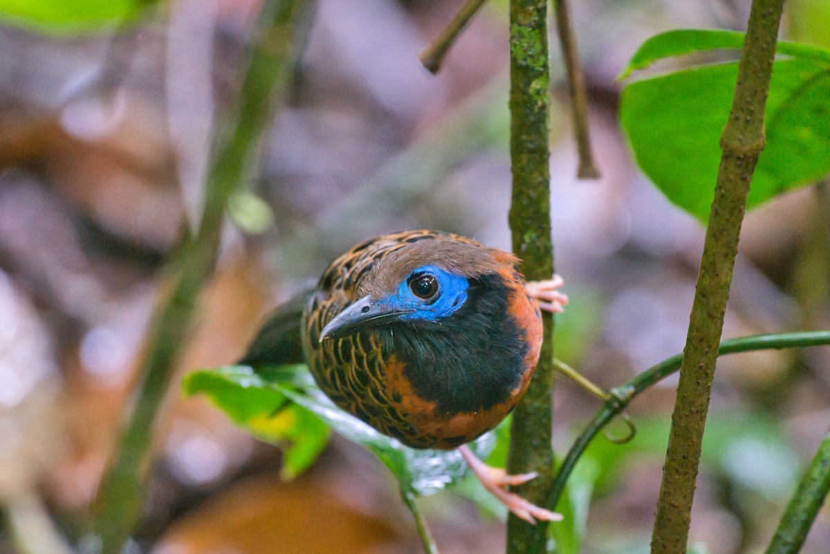 Ocellated Antbird - ML646336922