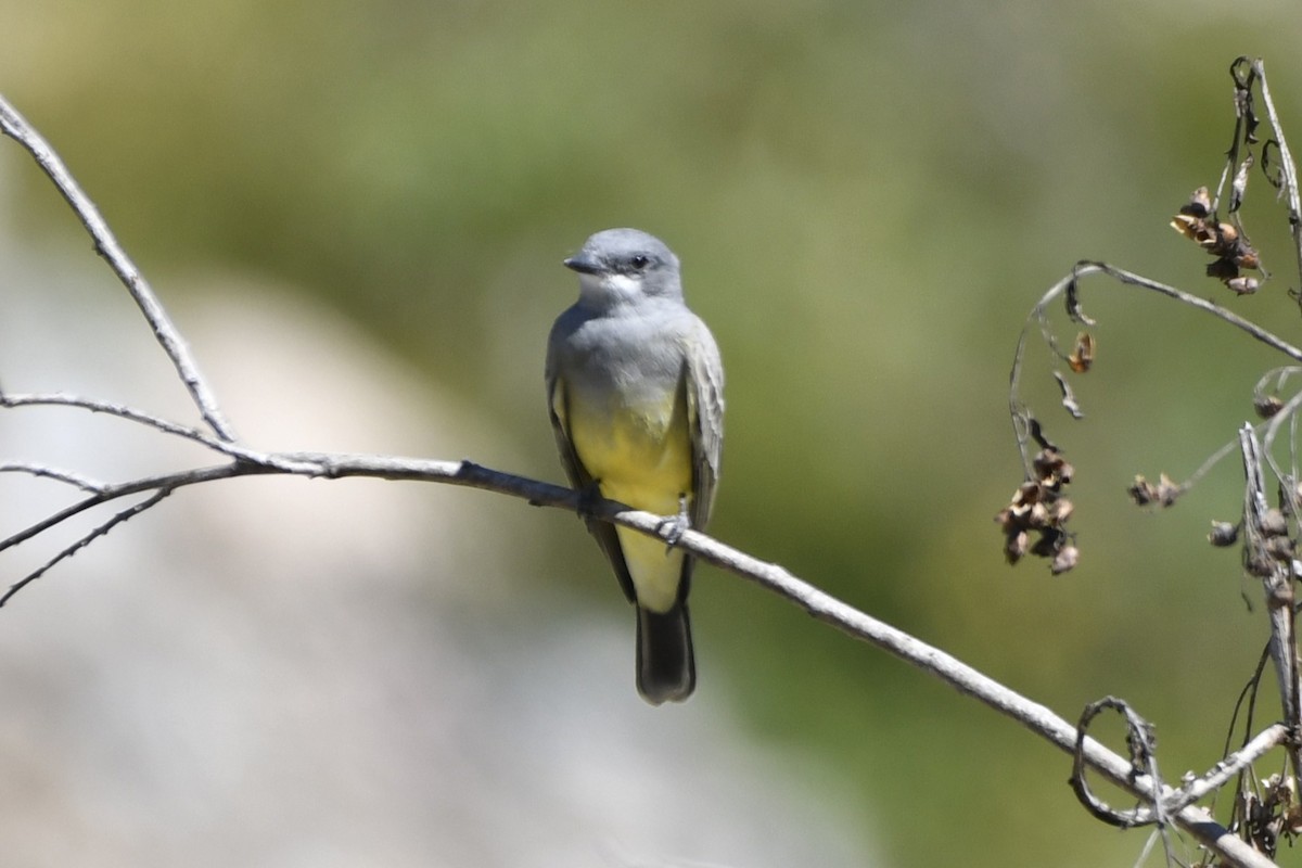 Cassin's Kingbird - ML646336923