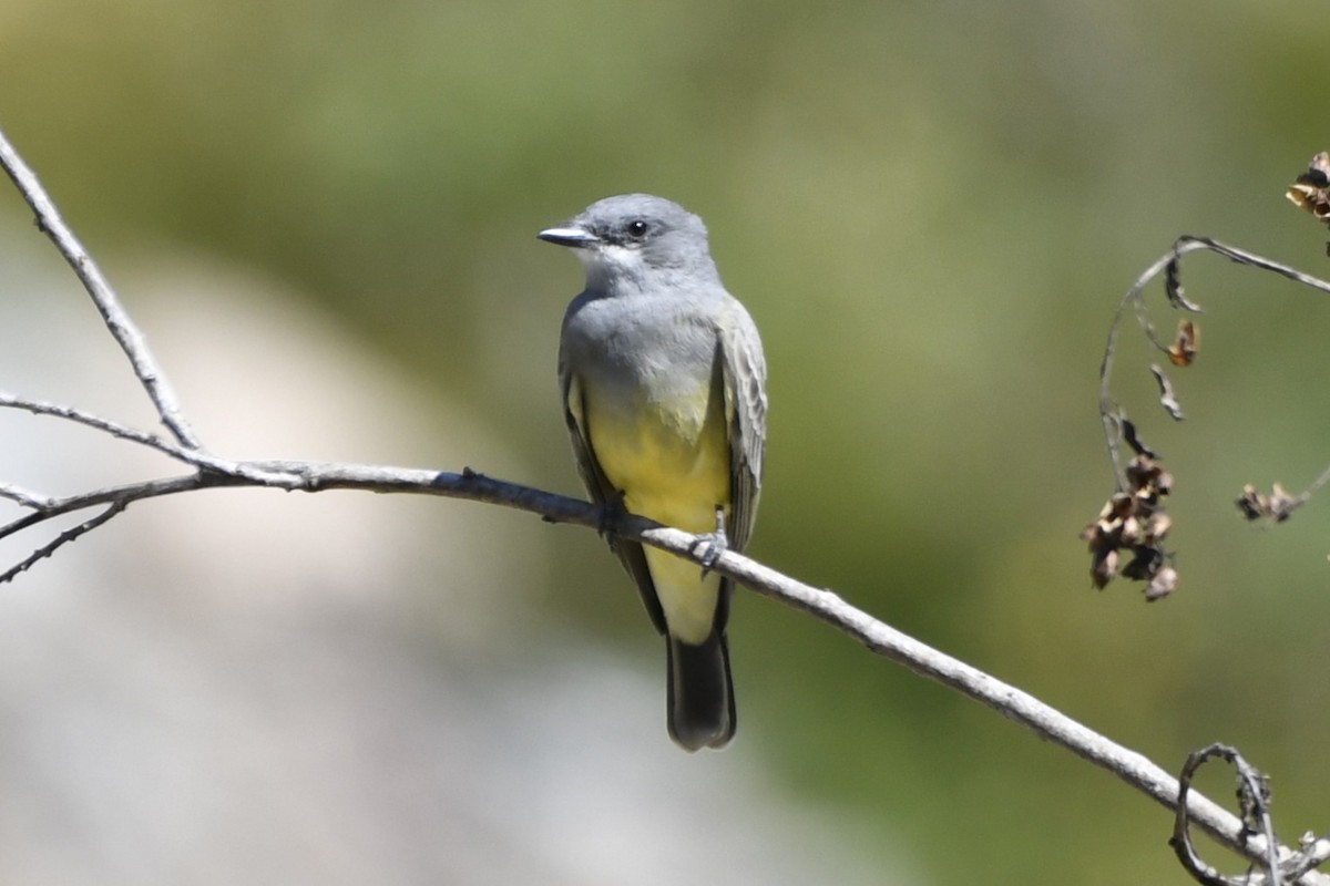 Cassin's Kingbird - ML646336924