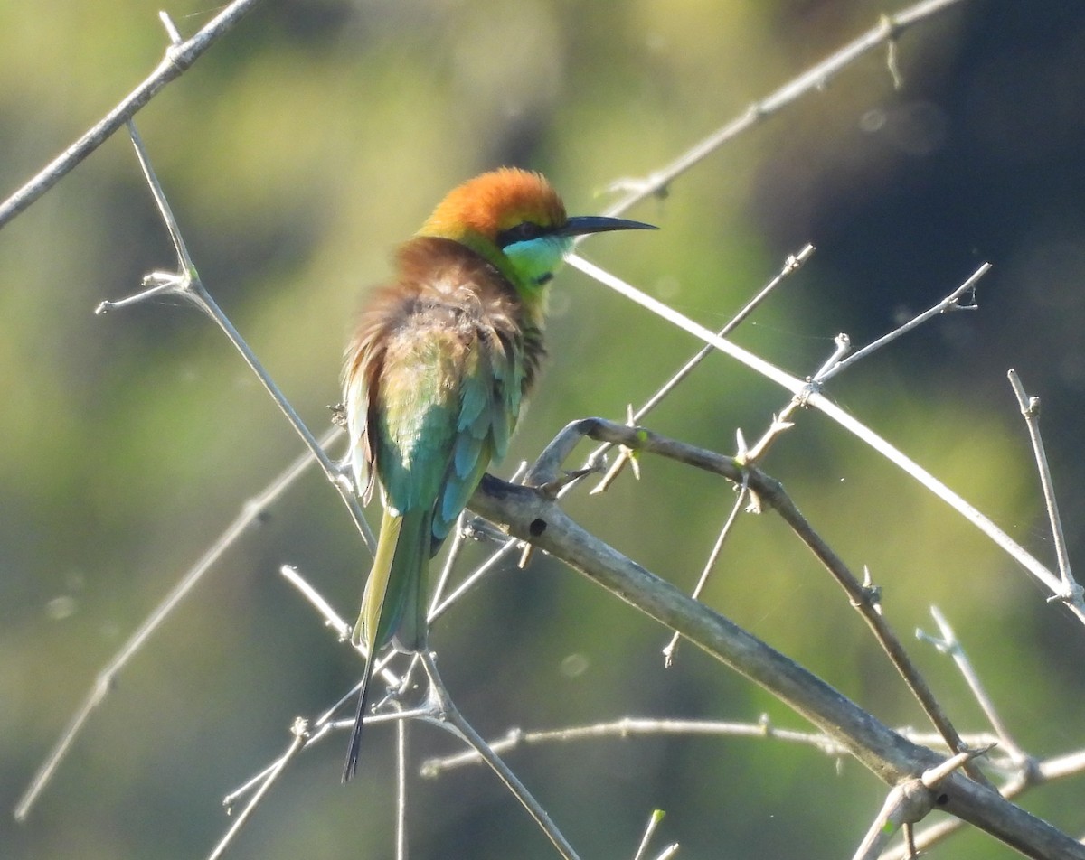 Asian Green Bee-eater - ML646336925