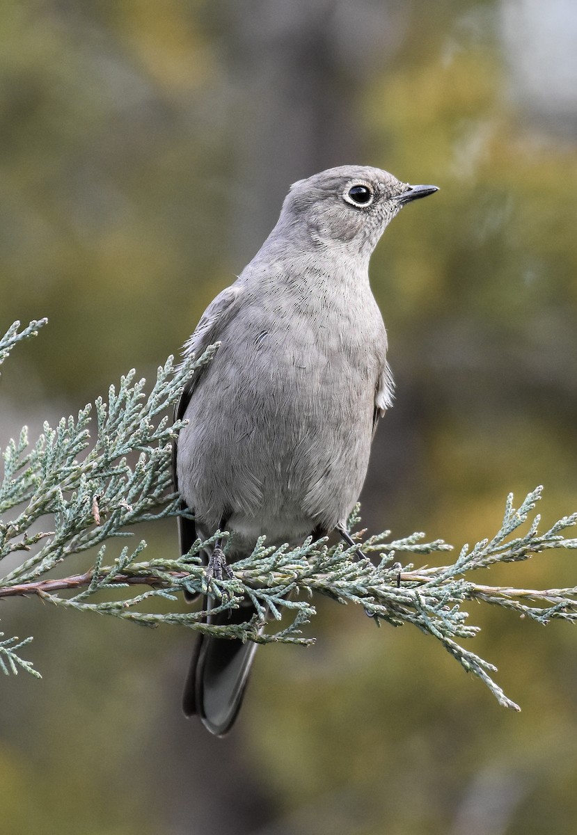 Townsend's Solitaire - ML646336933