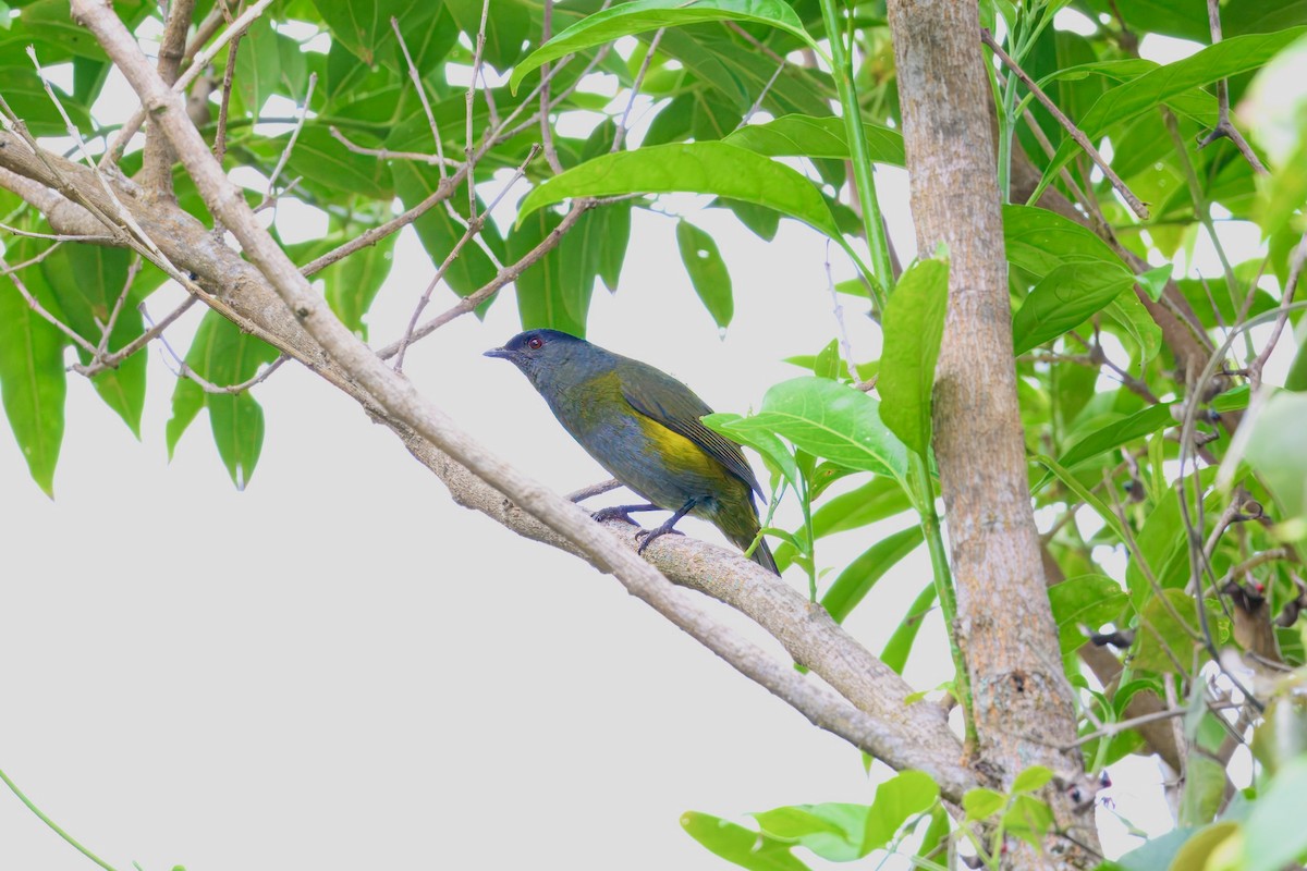 Black-and-yellow Silky-flycatcher - ML646336937